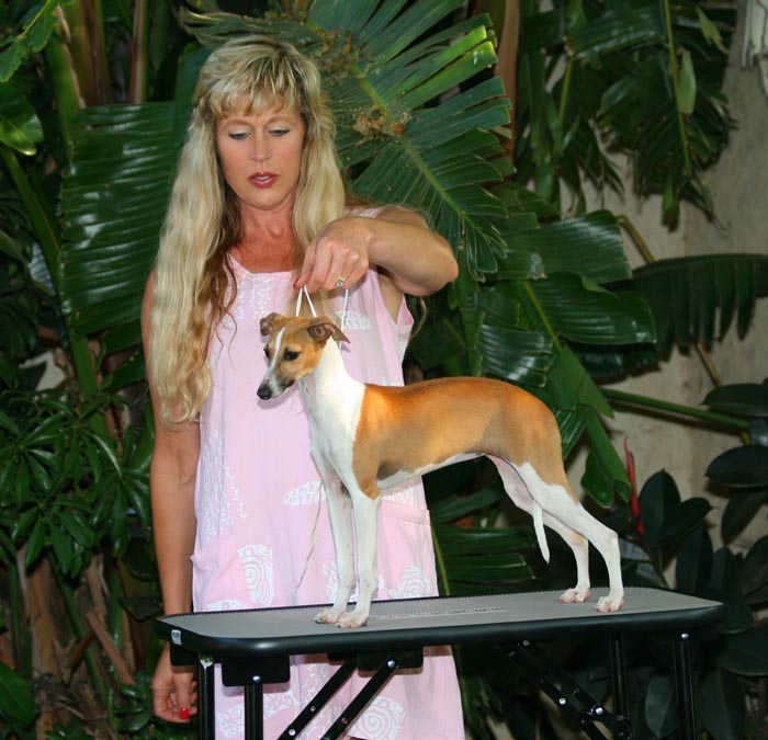 National dog sales show italian greyhound